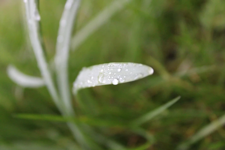 close up view of water droplets on a grass