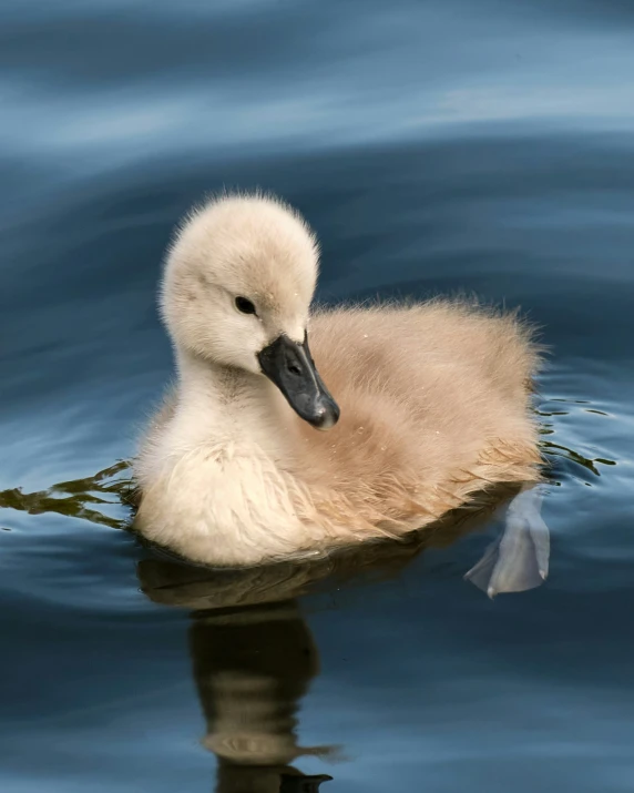 a small bird swimming in the water