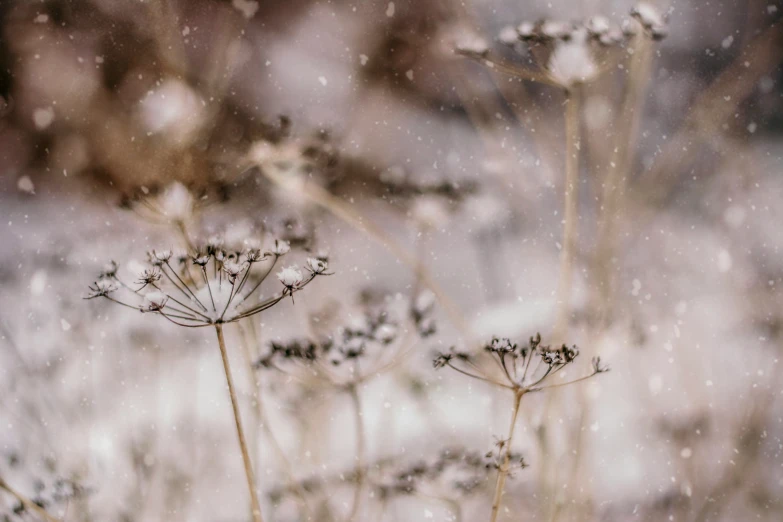 a couple of snow covered plants next to a rock