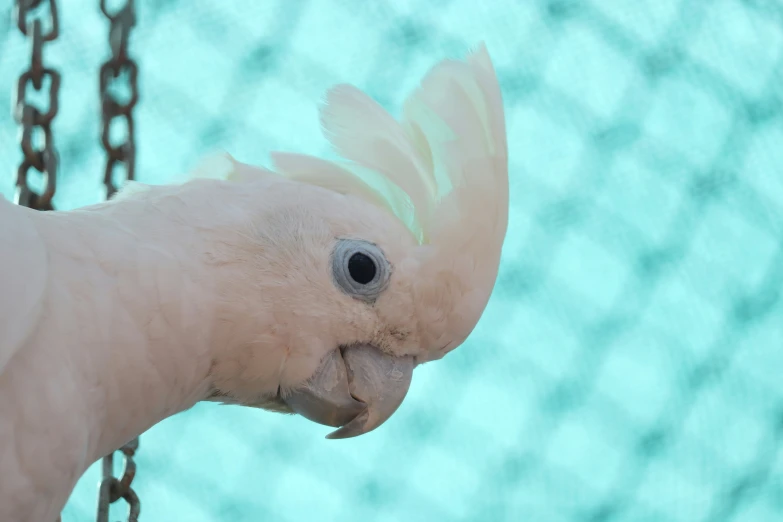 a close up of a white parrot on a chain link fence