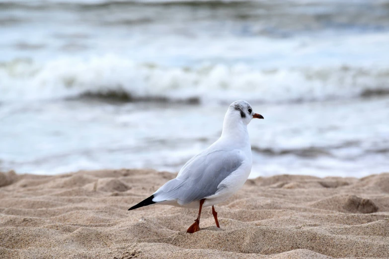 a bird on a beach looking out over the waves