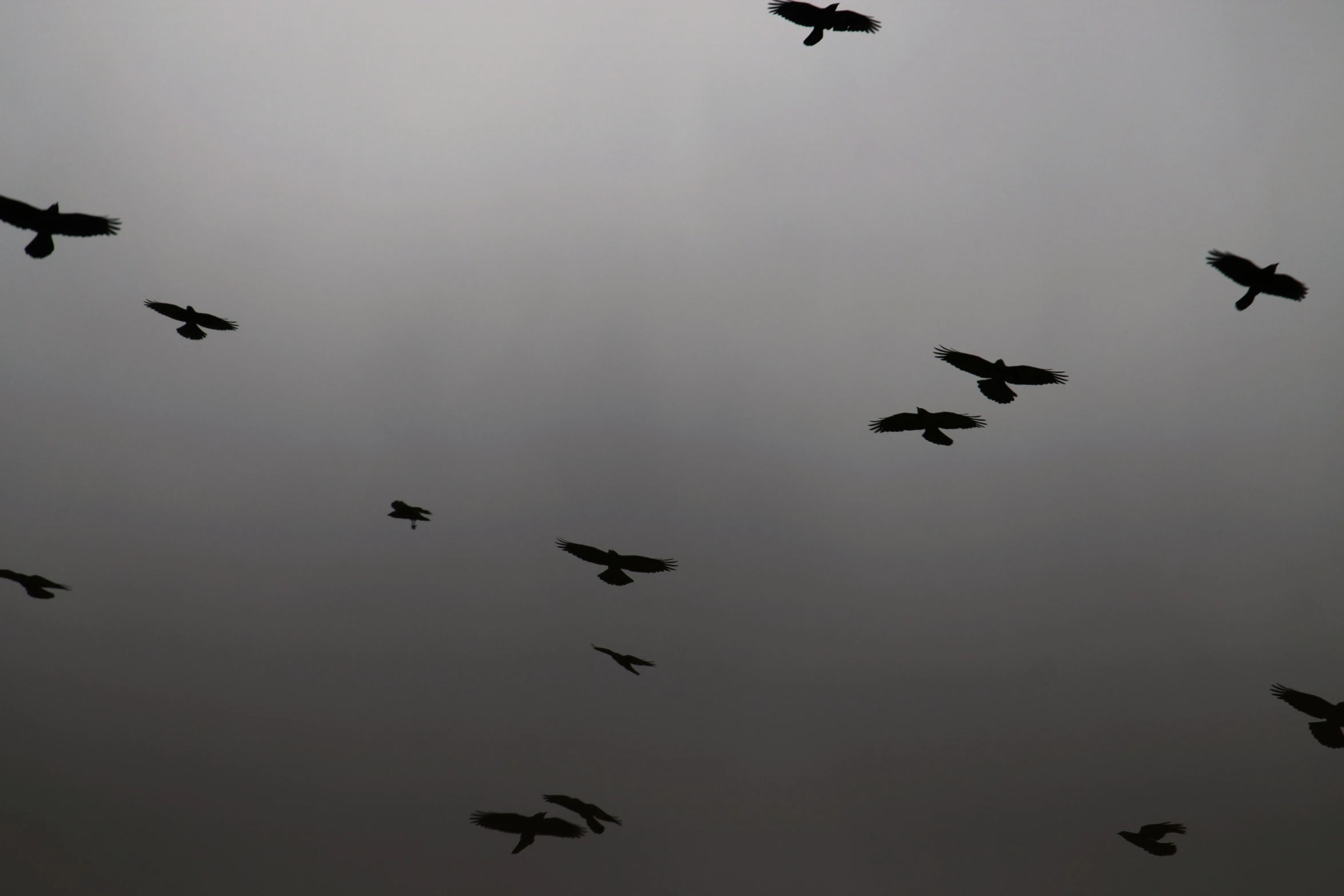 birds flying high up in the air during an overcast day