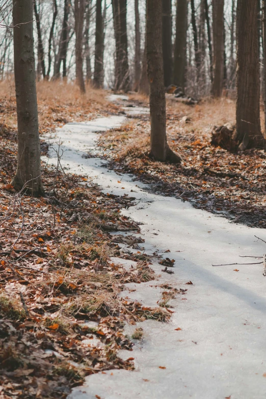 the path is covered in snow in a wooded area