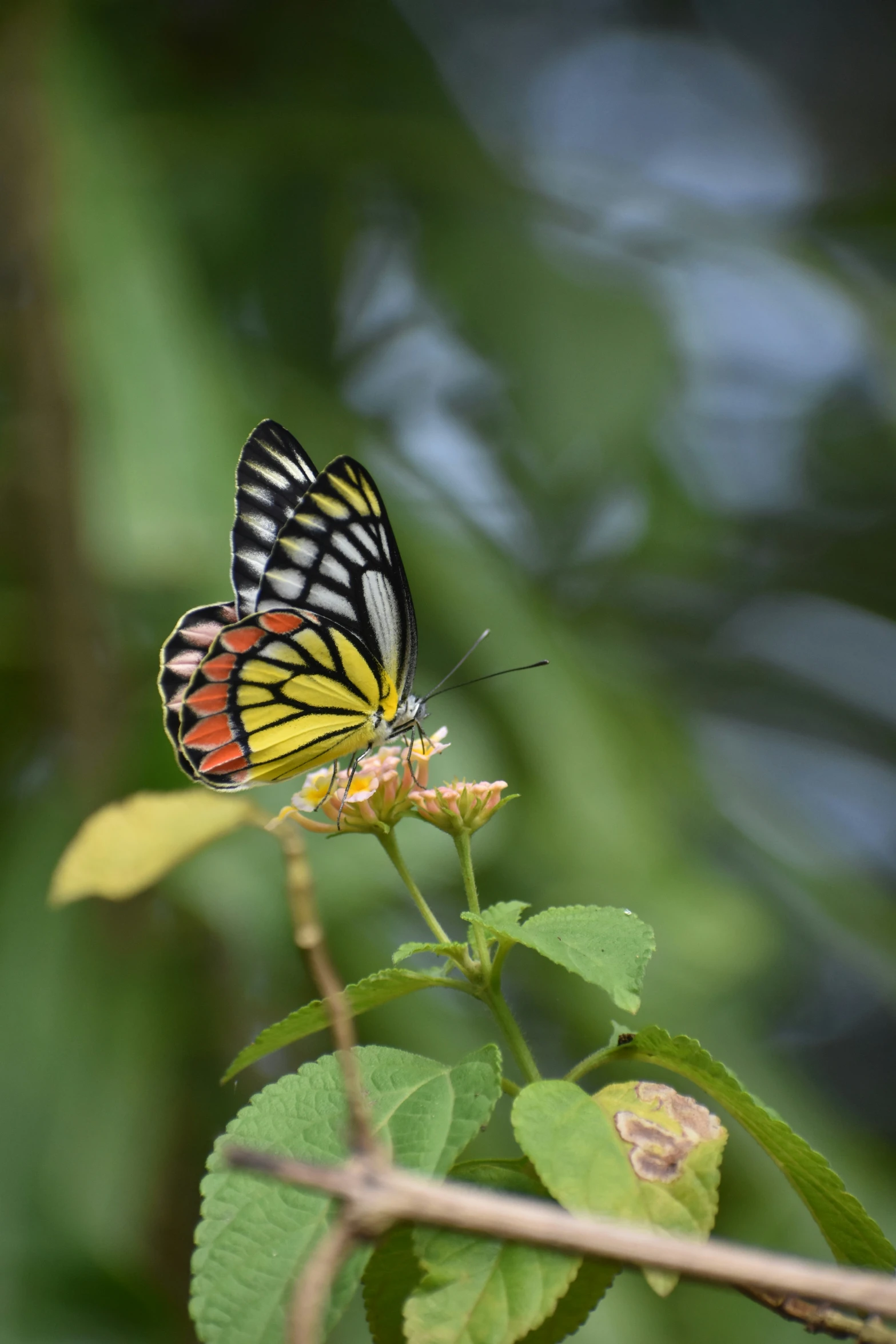 a erfly that is sitting on top of a flower