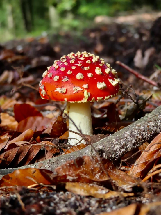 a small red mushroom in the woods