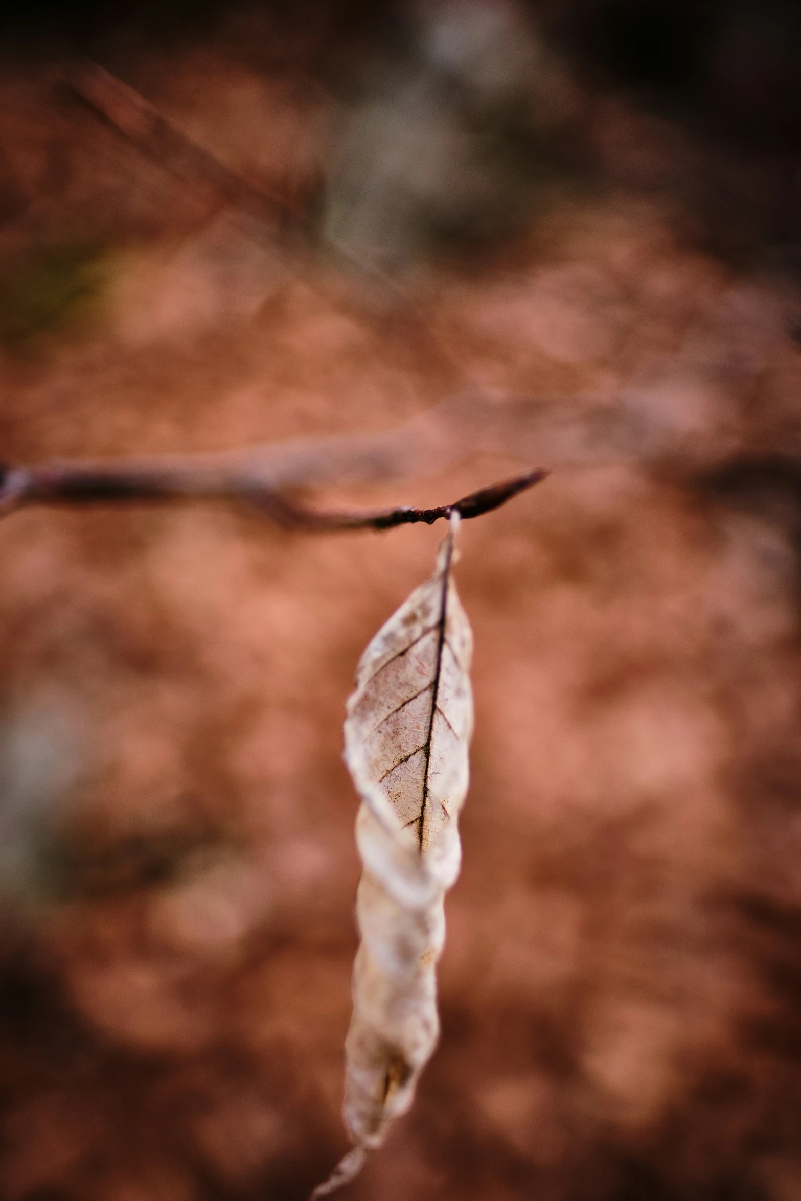 a single leaf floating on the nch of a tree