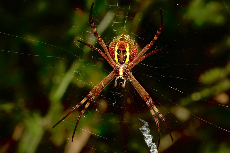 a spider with an orange body is sitting on its web