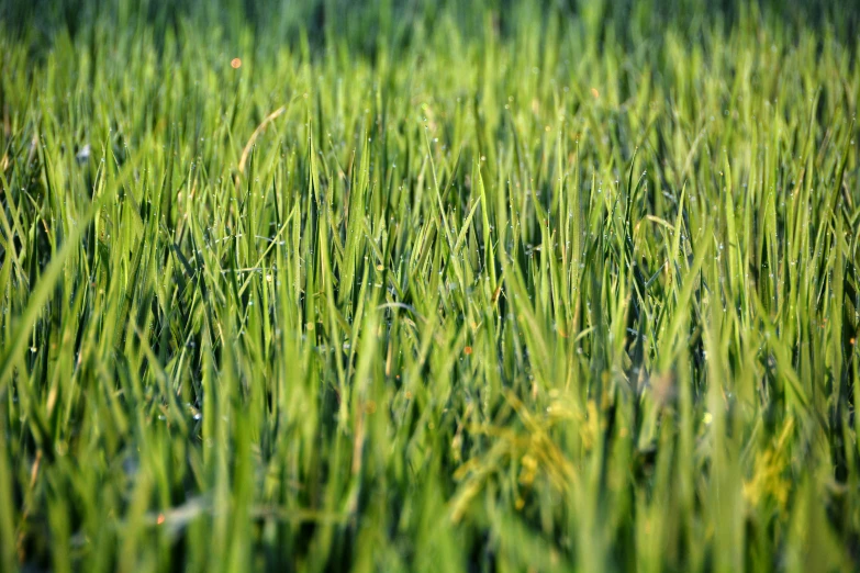 a po of some grass in a field