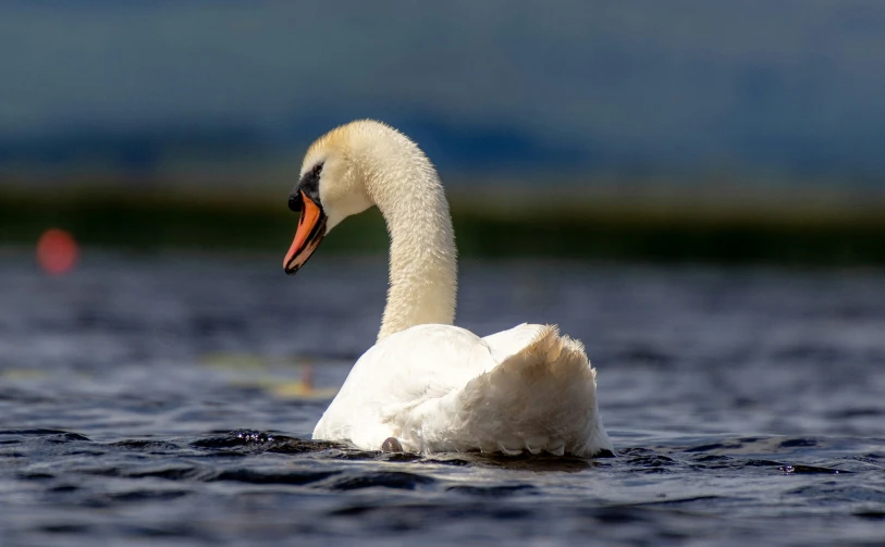 a swan is floating on some water with its head turned