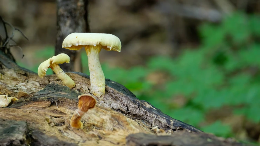 three mushrooms sitting on the side of a large tree