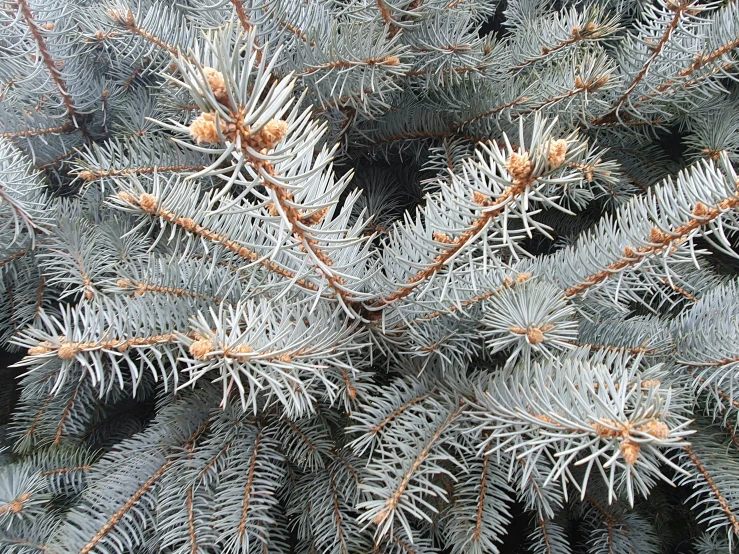 there is a very close up view of snow on the fir