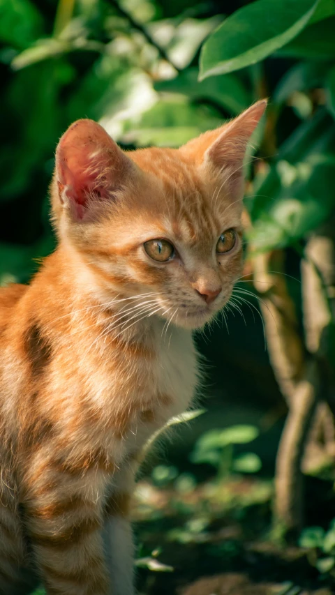 a small kitten stands in the shade by leaves