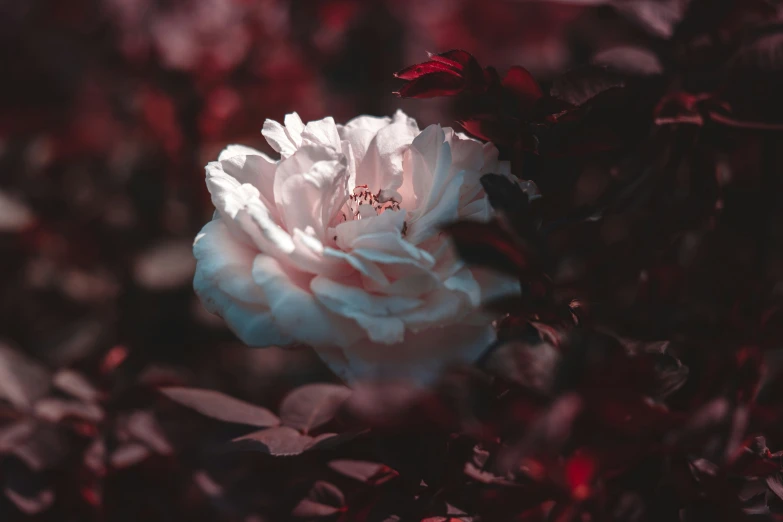 a white flower that is in some bushes