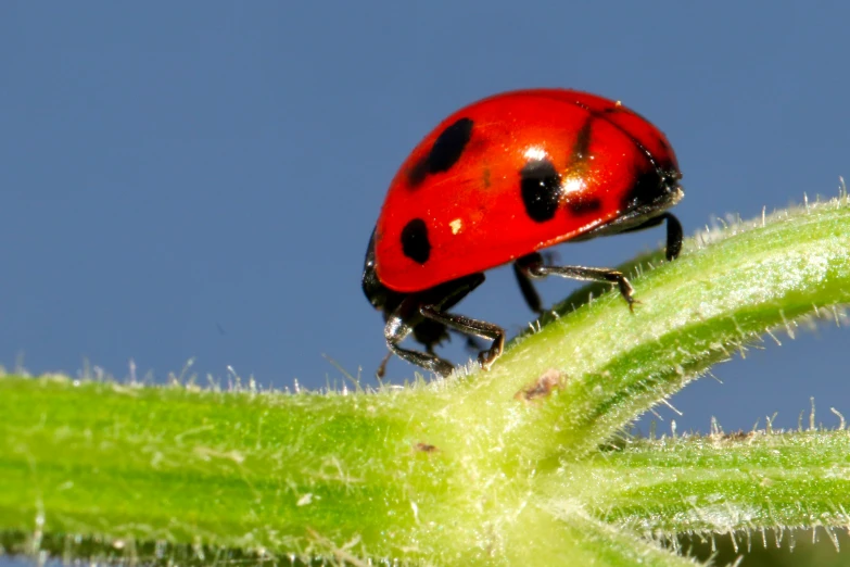 the red lady bug is standing on the top of a plant