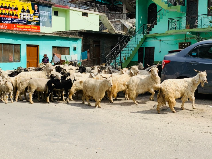 a small herd of sheep walking down a street