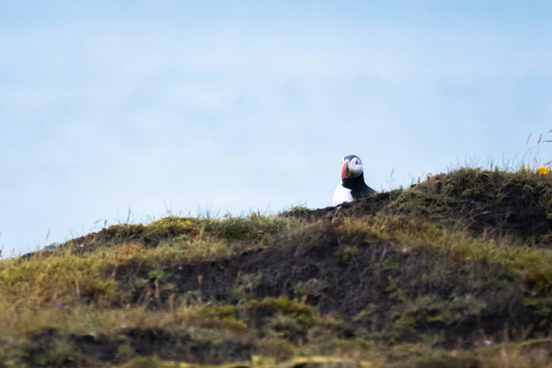 a bird that is sitting on the top of a hill
