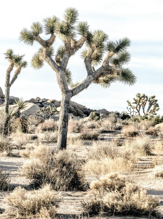 a giraffe stands on the sand beneath some joshua trees