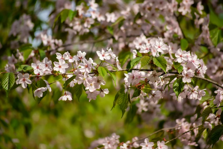 a nch with flowers in bloom and green leaves