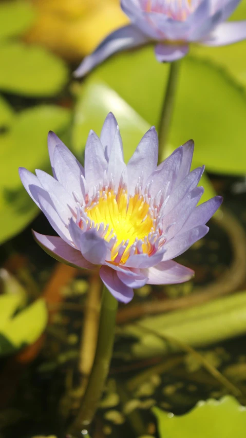 two purple lotuses with one blooming in the middle