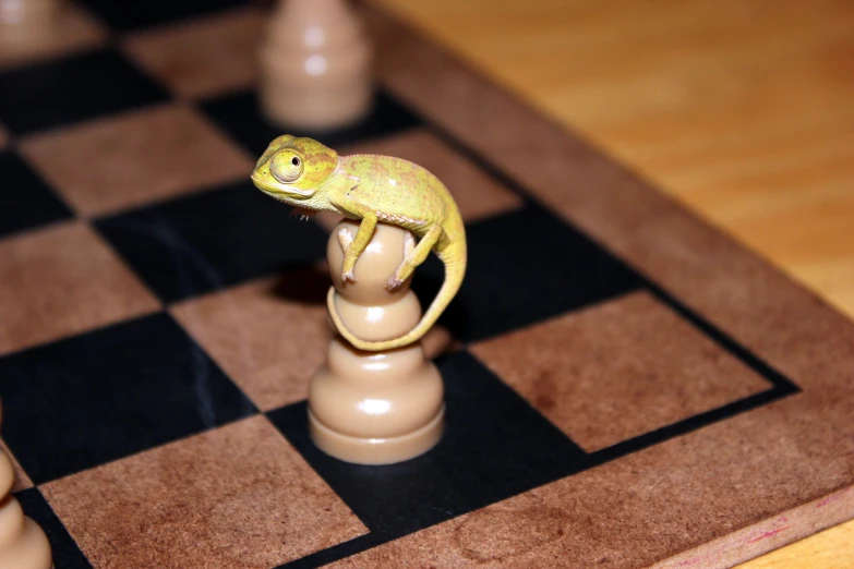 small toy lizard perched on top of chess board