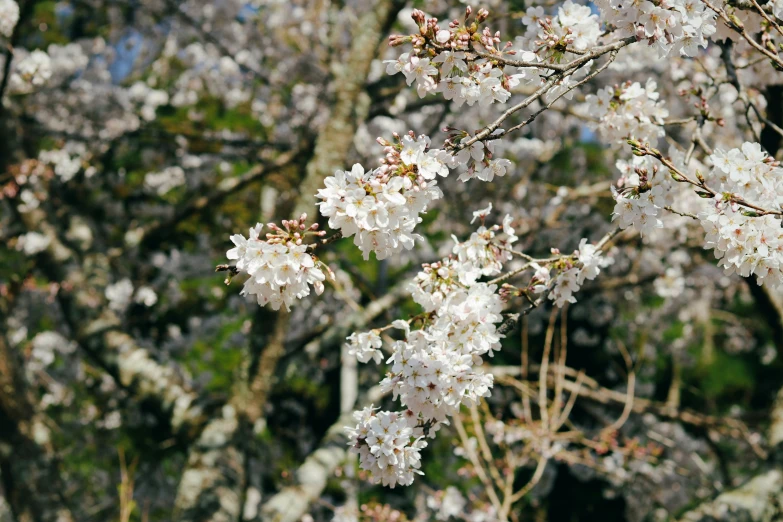 a tree is covered in white blossoms during the day