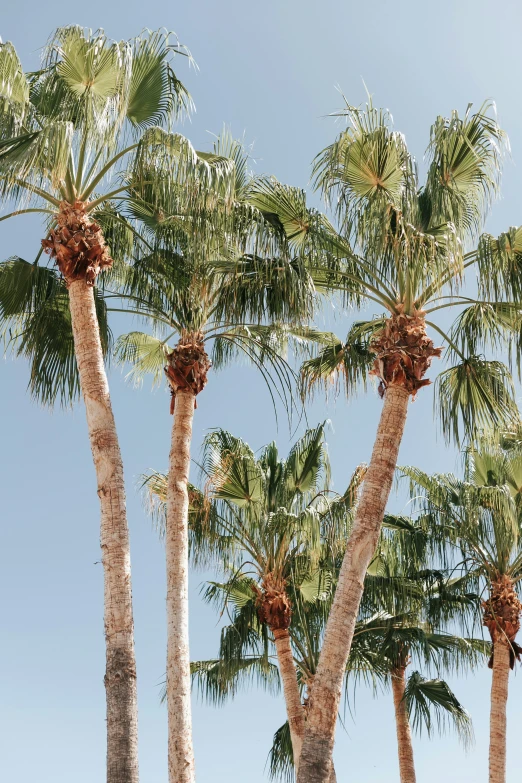 a flock of palm trees with blue sky in the background