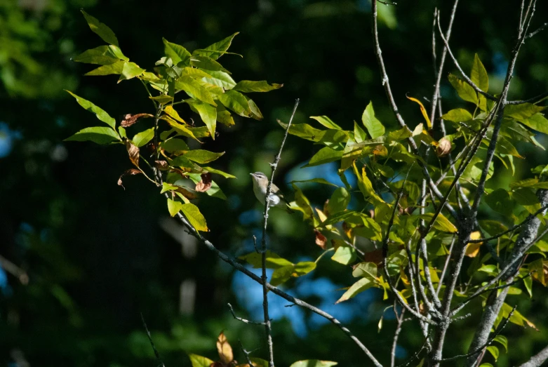 a close up of the nches of some trees