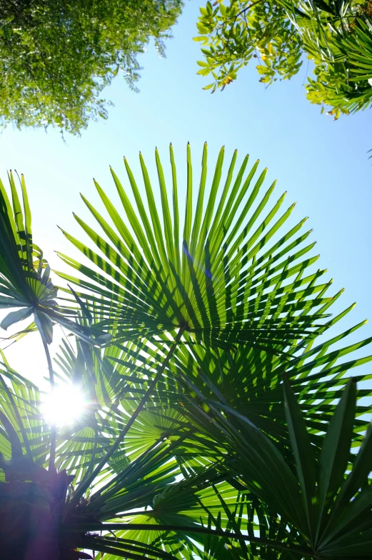 there is an image of leaves in the forest