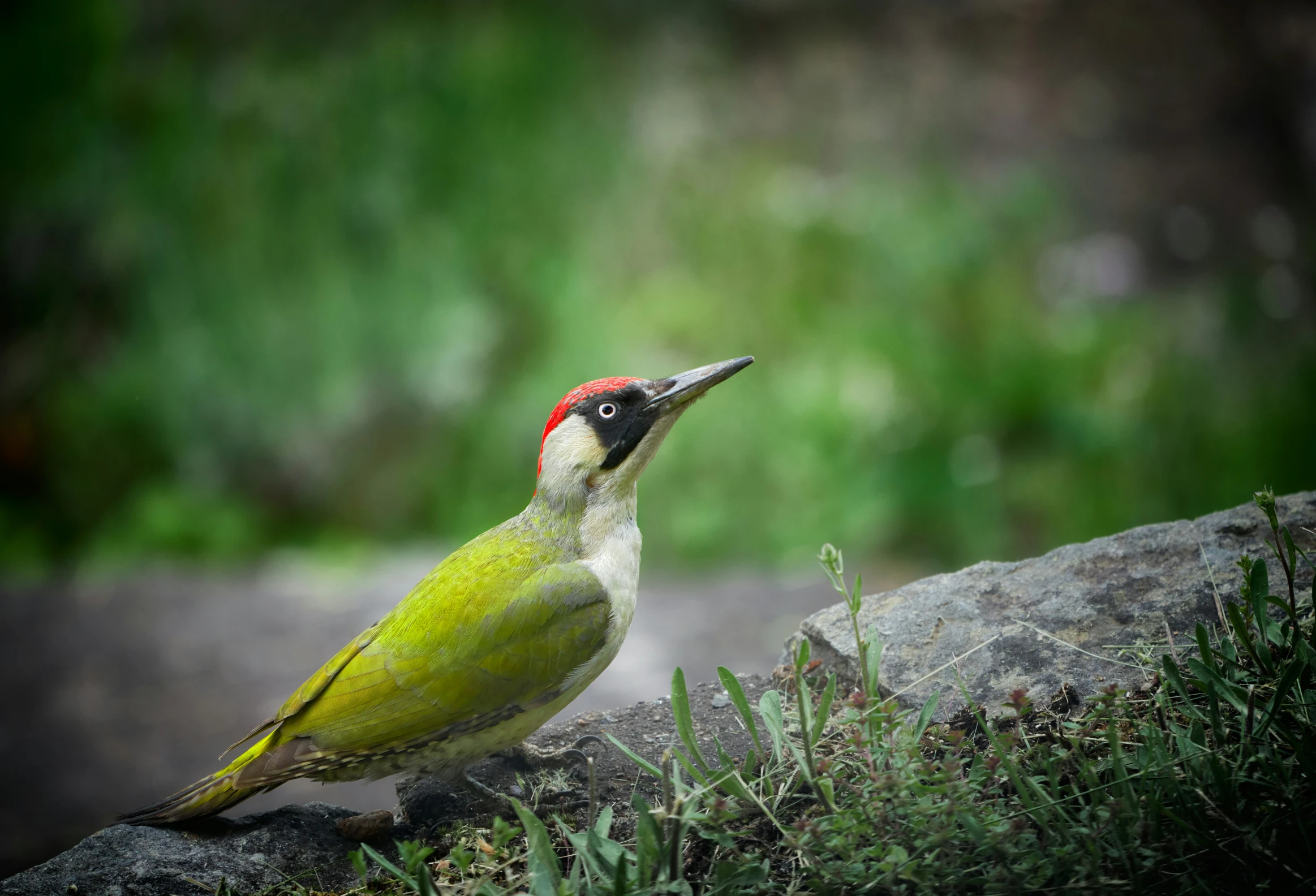 a yellow bird with a red beak sits on a rock