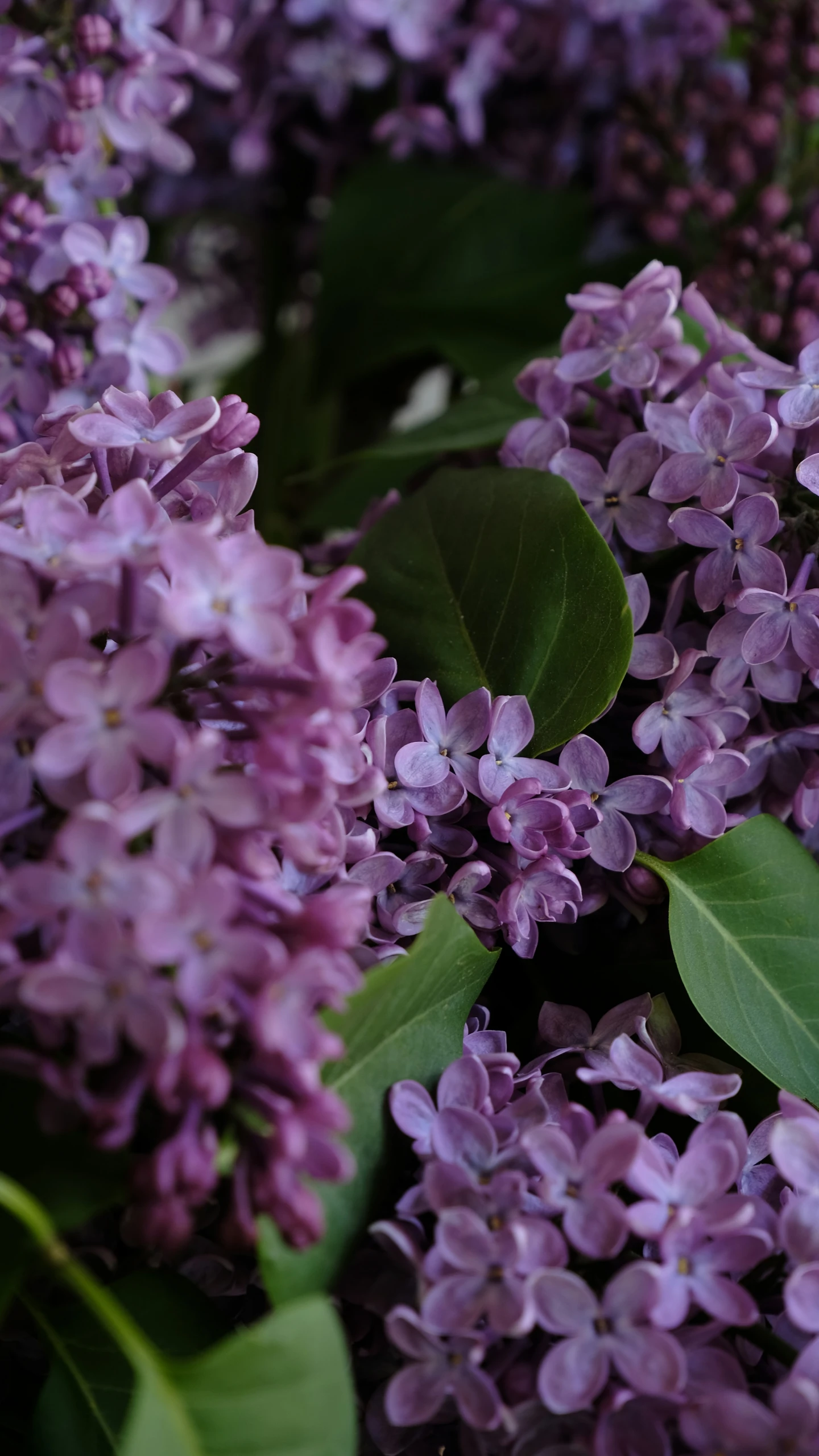 a lot of purple flowers that are blooming in the air