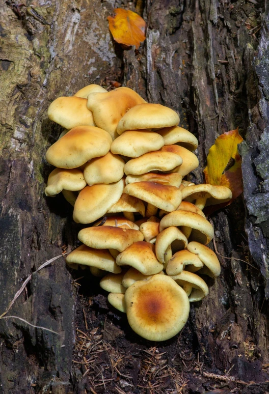 a large group of mushrooms grows on a tree