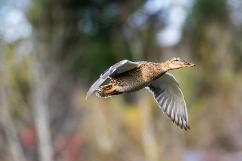 a small brown duck flying through the air