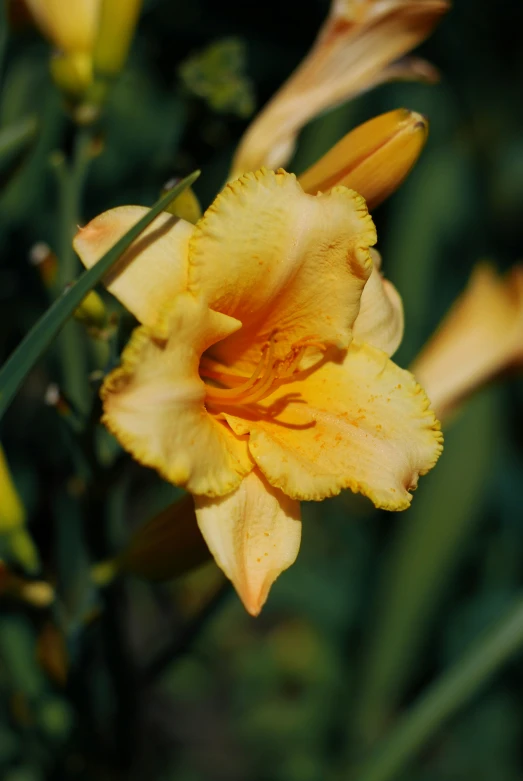 a close up of a yellow and orange flower