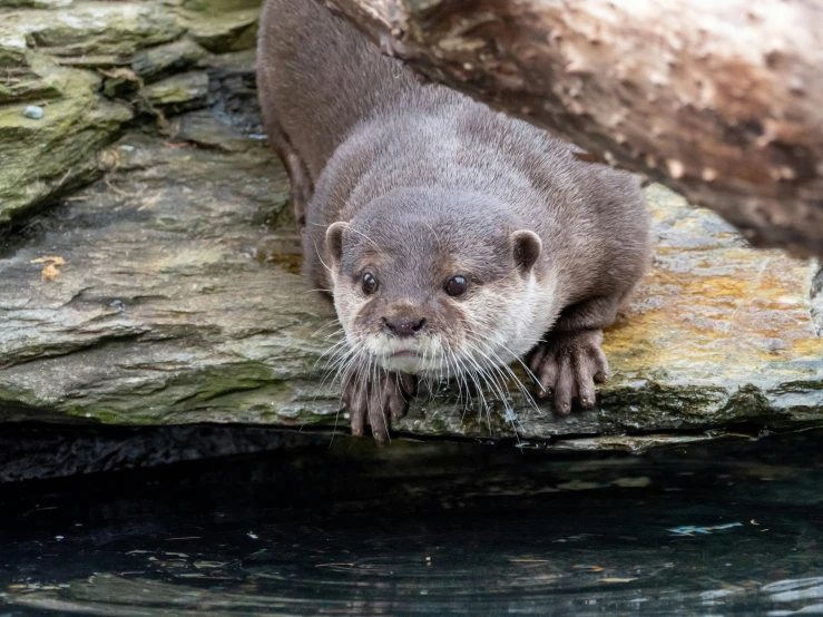 a wet otter stands on a rock and looks down