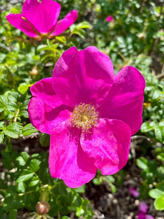 pink flowers are in the grass near bushes