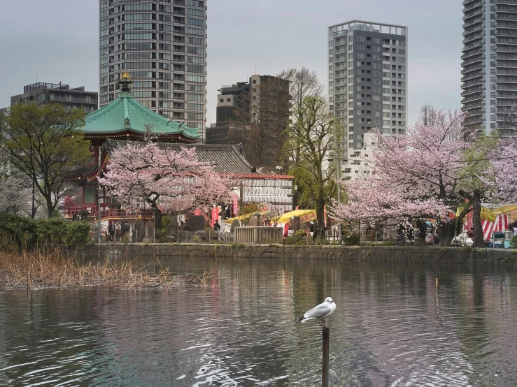 there is a bird standing near some water