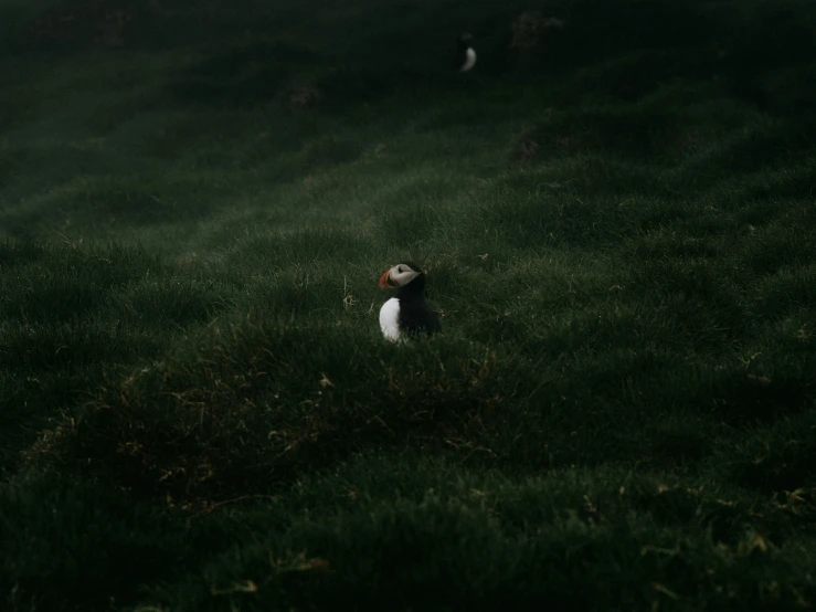 a dog running down a grassy hill in the dark