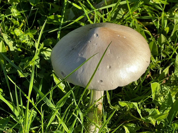 a white mushroom sitting on top of a lush green field