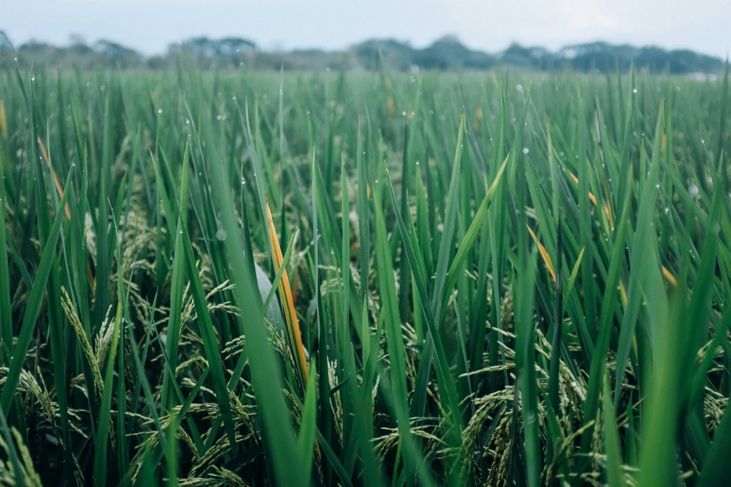 an image of green grass in the field