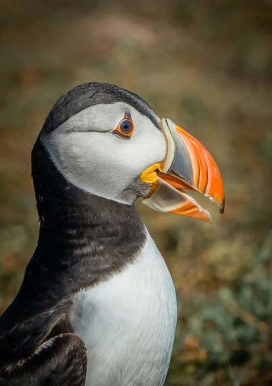 the black and white bird has orange and yellow beak