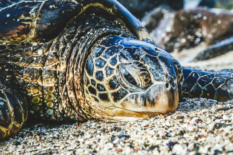 the sea turtle is laying on its side