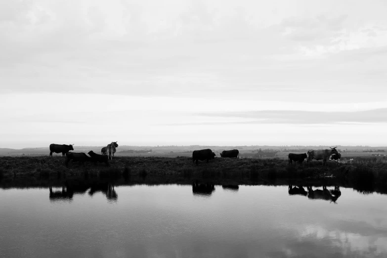 four animals standing on top of a grass covered field