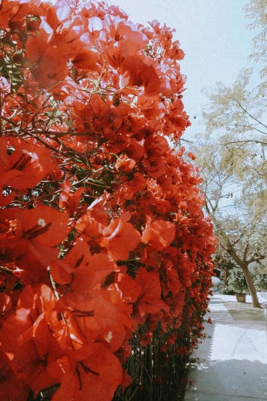 a bush with red flowers and green stems