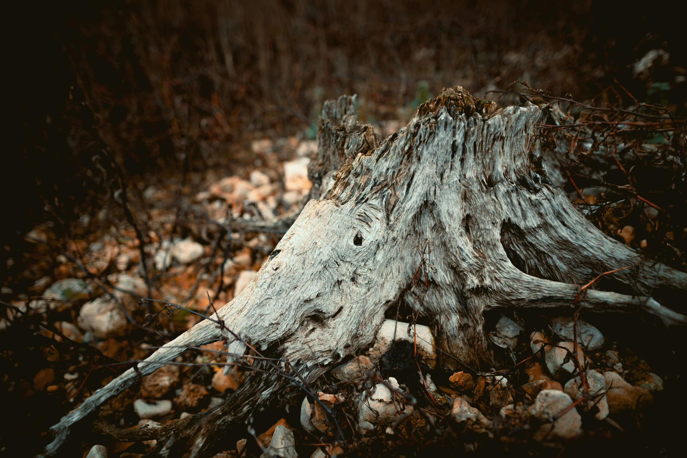 an uprooted log with exposed nches and rocks