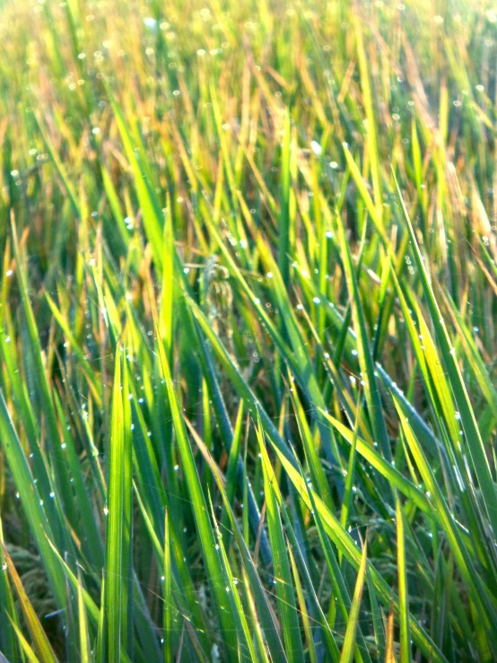 dewy grass with the light reflecting off it