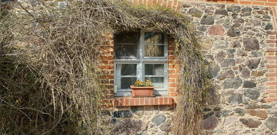 a window in a wall of bricks and vines