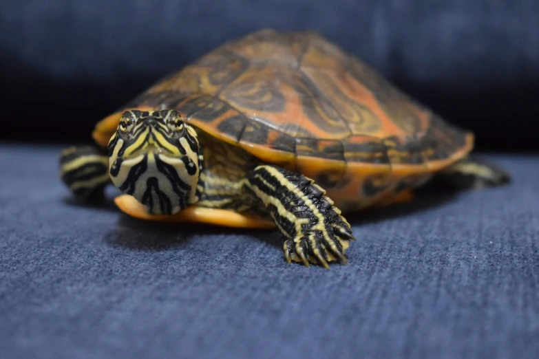 a turtle sitting on a blue surface on top of a blanket