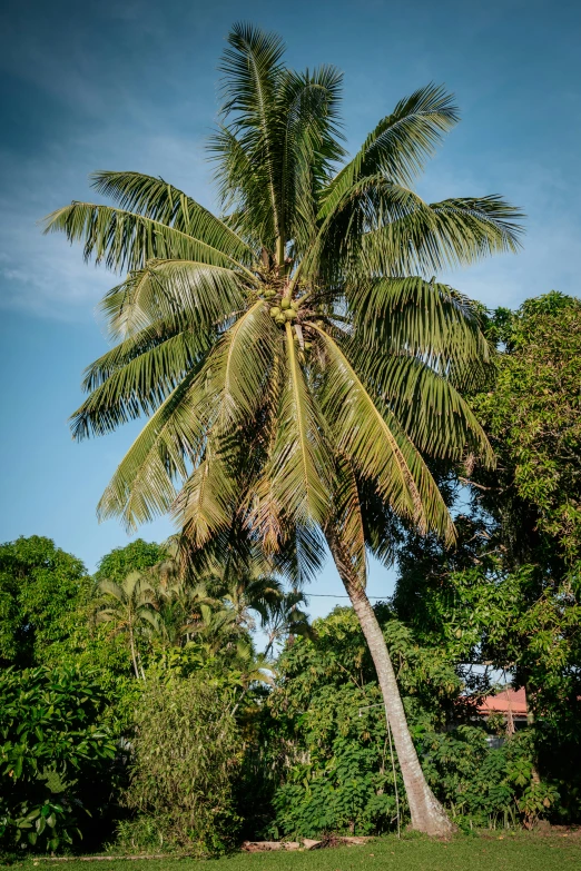 a tall palm tree near some trees