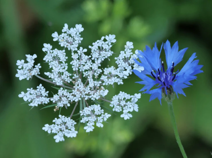 a single blue flower is next to another white flower
