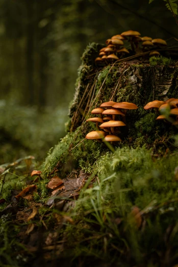 orange mushrooms growing on the side of a tree stump